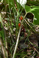 Convallaria keiskei