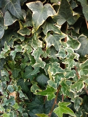 Hedera helix