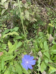 Cichorium intybus