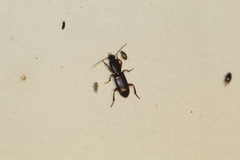 Stenomorphus californicus