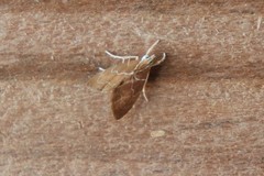Glaphyria peremptalis