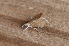Glaphyria peremptalis