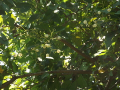 Cordia alba