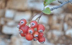 Aria umbellata