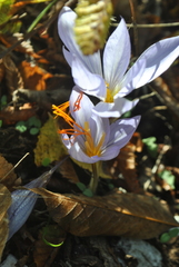 Crocus cancellatus