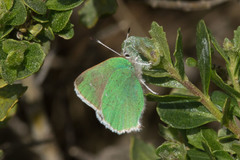 Callophrys viridis