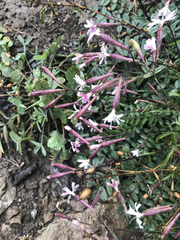 Silene italica