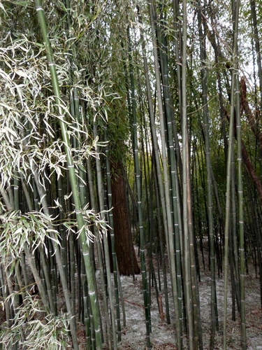 nude sheath bamboo (Phyllostachys nuda)