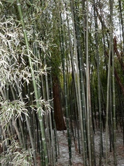 Phyllostachys nuda