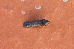 Obithome punctiferella