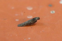 Obithome punctiferella