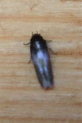 Periploca nigra