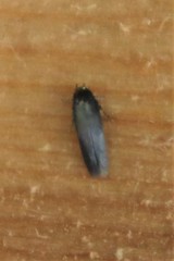 Periploca nigra