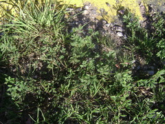 Desmanthus acuminatus