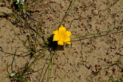 Romulea diversiformis