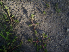 Portulaca obtusifolia
