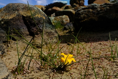 Romulea diversiformis