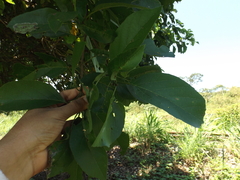Cordia alba