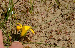 Romulea diversiformis