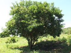 Cordia alba