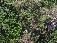 Desmanthus acuminatus