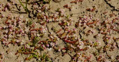 Crassula natans