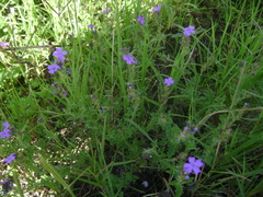 Glandularia venturii
