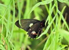 Parides anchises nephalion