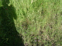 Glandularia venturii