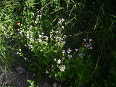 Fleischmannia prasiifolia