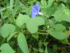 Ipomoea mitchelliae