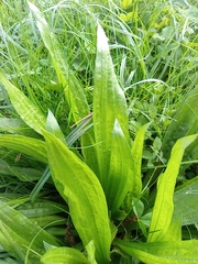 Plantago lanceolata