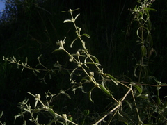 Alternanthera albida
