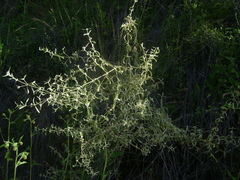 Alternanthera albida