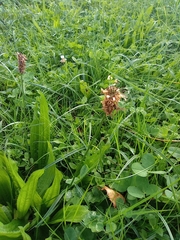 Plantago lanceolata