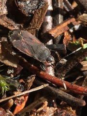 Eremocoris plebejus
