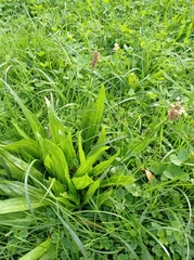 Plantago lanceolata