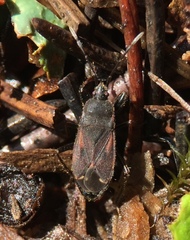 Eremocoris plebejus