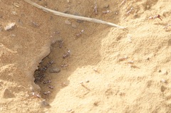 Cataglyphis bombycina