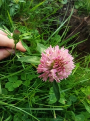 Trifolium pratense