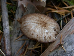 Pluteus plautus