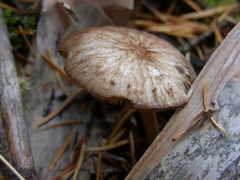 Pluteus plautus