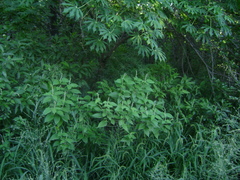 Croton lachnostachyus