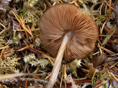 Pluteus plautus