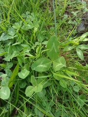Trifolium pratense
