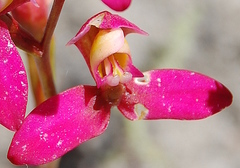 Disa