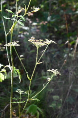 Angelica czernaevia