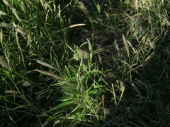 Chromolaena arnottiana