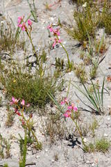 Disa
