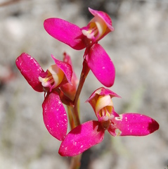 Disa